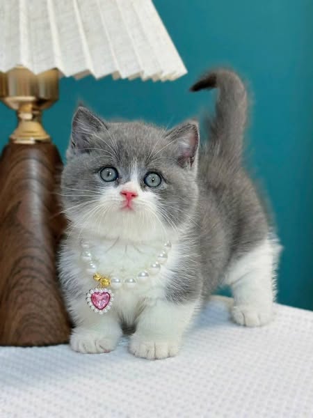 Munchkin