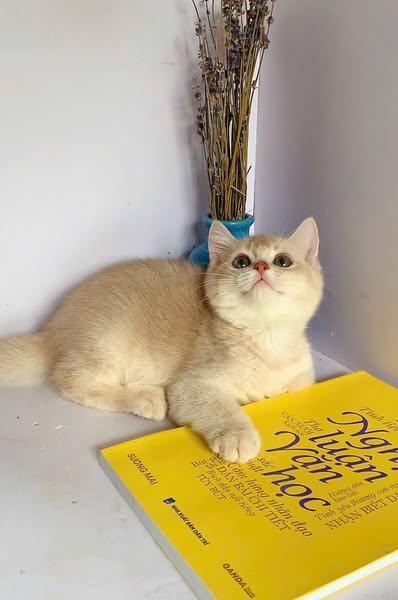 British Shorthair
