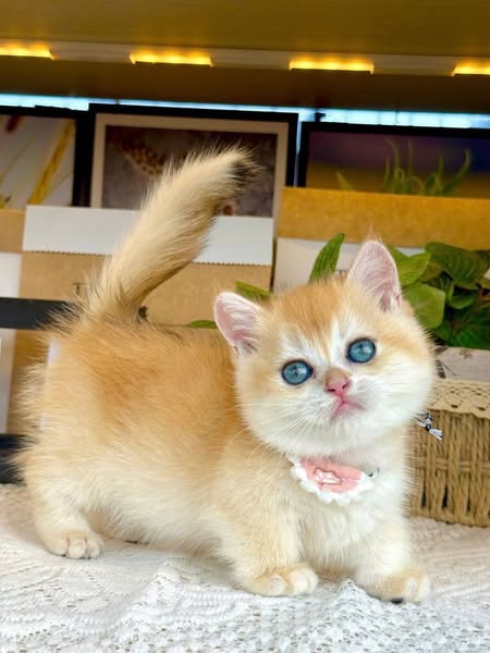 Munchkin
