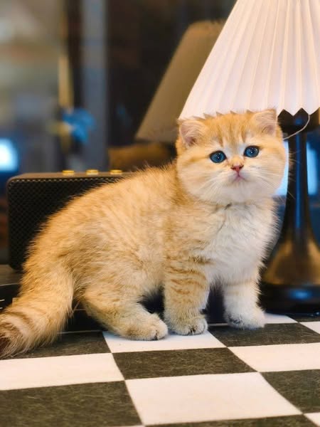 Scottish Fold