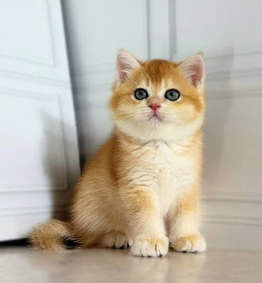 British Shorthair