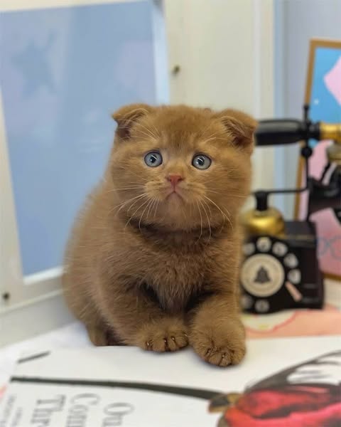 Scottish Fold