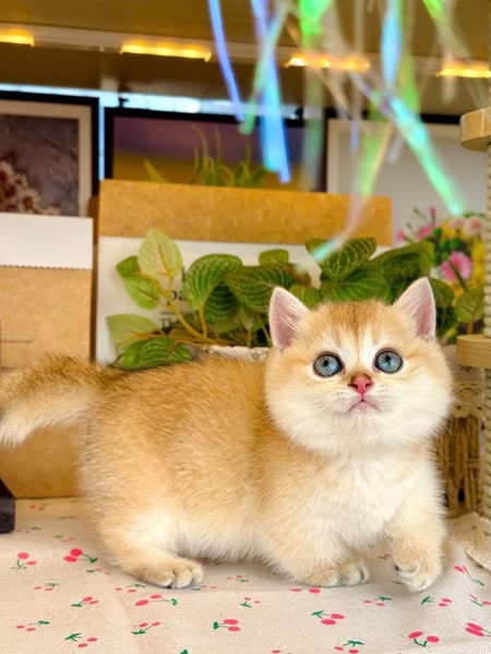 Munchkin