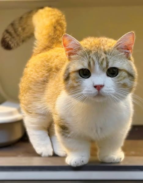 Munchkin