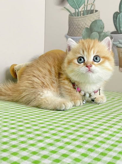 Munchkin