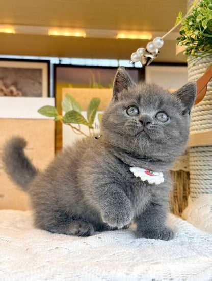 Munchkin