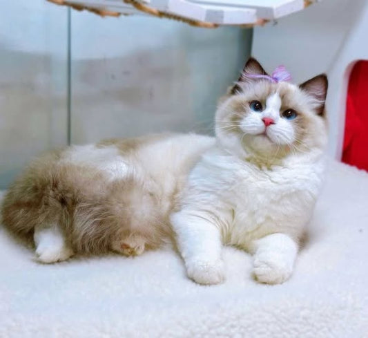 Ragdoll