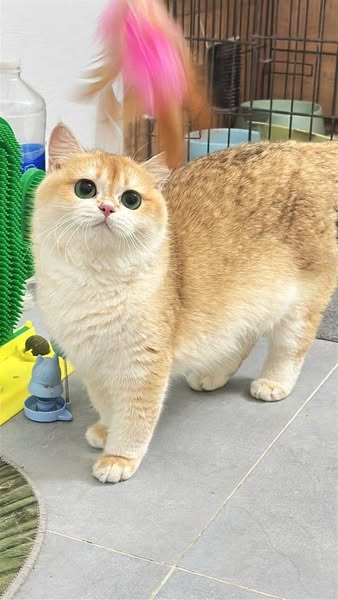 British Shorthair