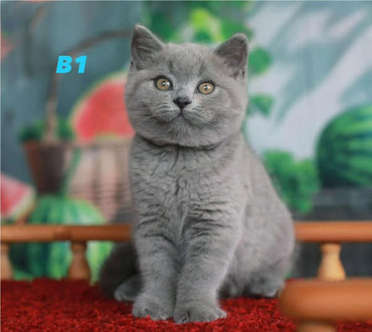 British Shorthair