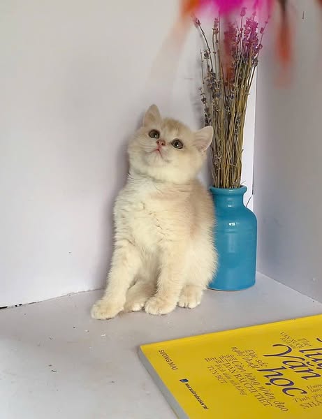 British Shorthair
