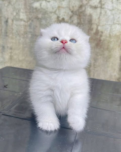 Munchkin Fold