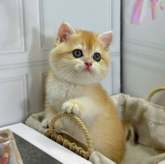 British Shorthair