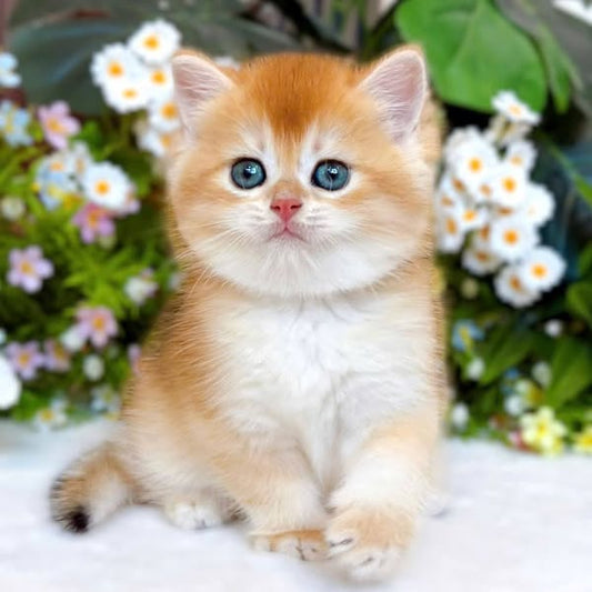 British Shorthair