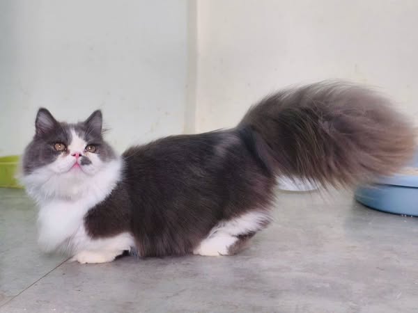 Munchkin Longhair
