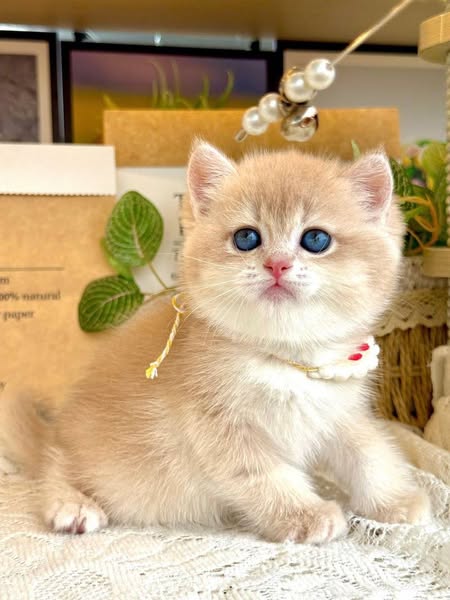 British Shorthair
