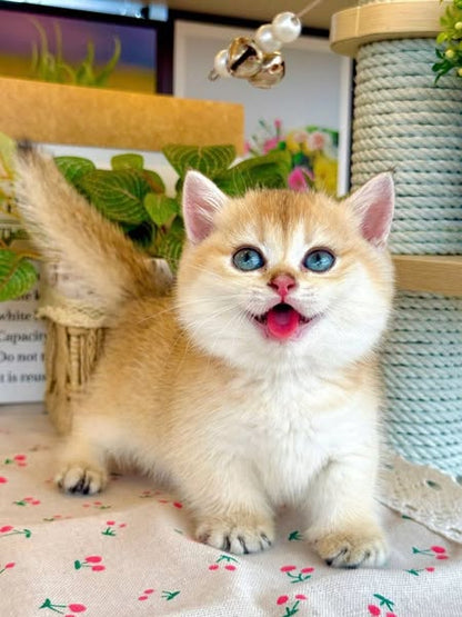 Munchkin
