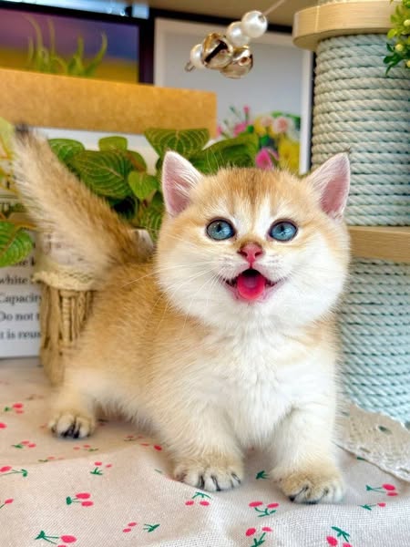 Munchkin