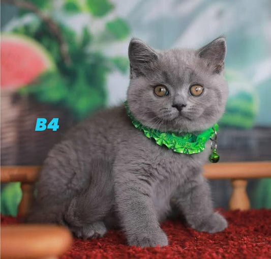 British Shorthair