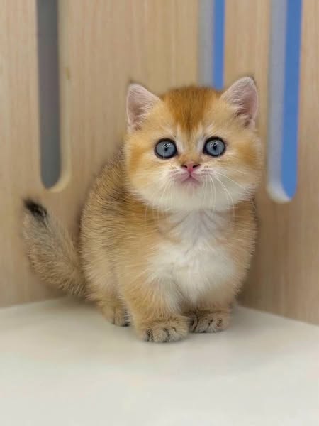 Munchkin