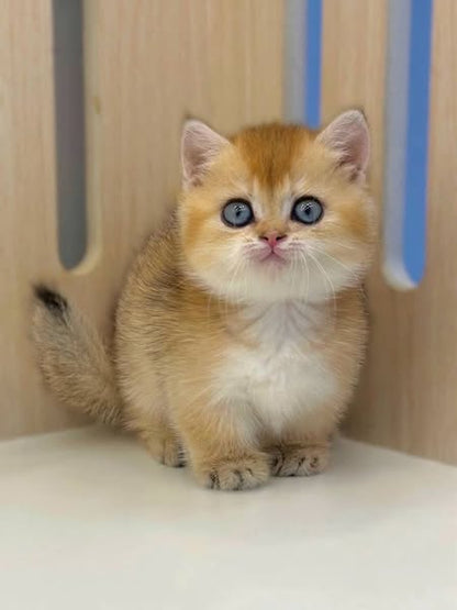 Munchkin