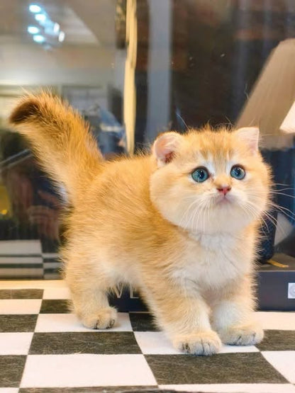 Scottish Fold