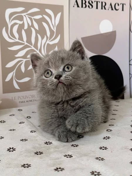 Munchkin