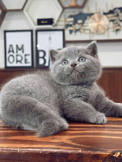 British Shorthair