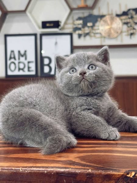 British Shorthair