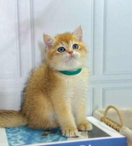 British Shorthair