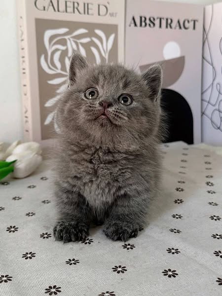 Munchkin