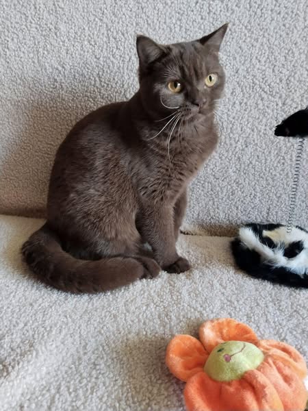 British Shorthair