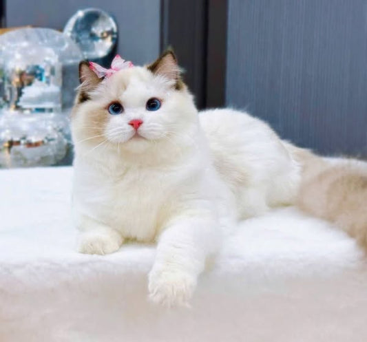 Ragdoll