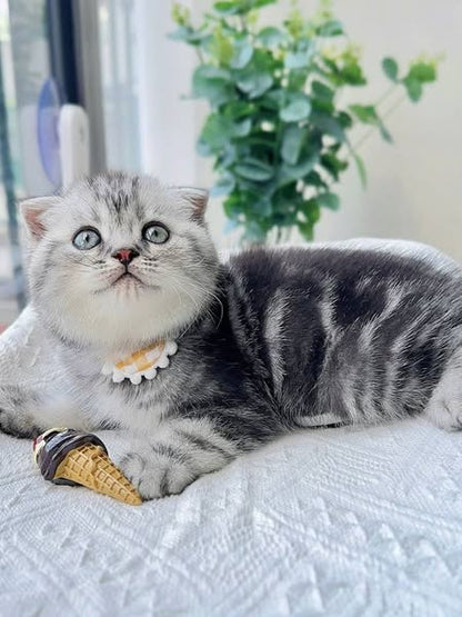 Scottish Fold
