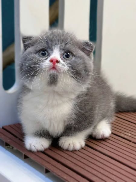 Munchkin Fold