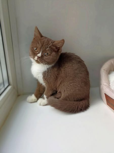 British Shorthair