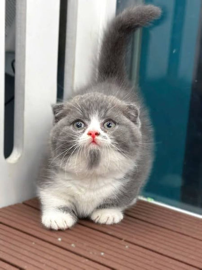 Munchkin Fold