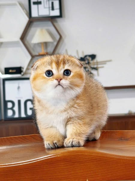 Scottish Fold