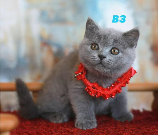 British Shorthair