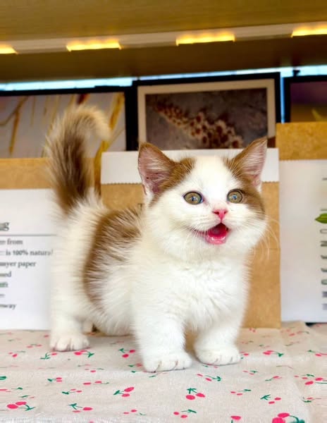 Munchkin