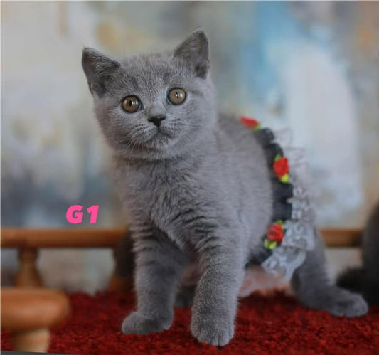 British Shorthair