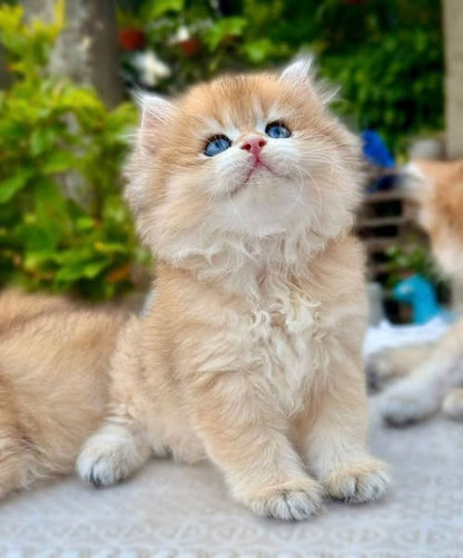 British Longhair
