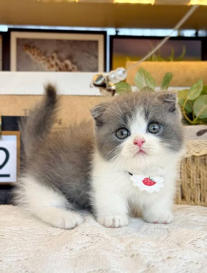 Munchkin Fold
