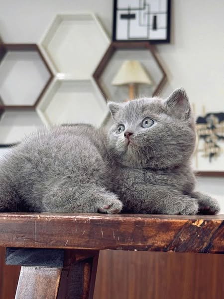 British Shorthair