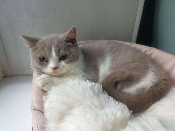 British Shorthair