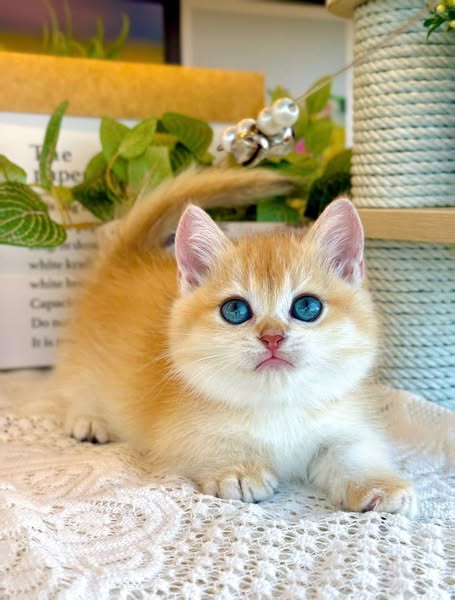 Munchkin