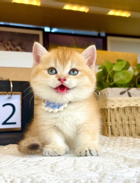 Munchkin