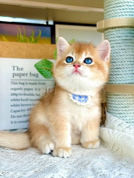 British Shorthair
