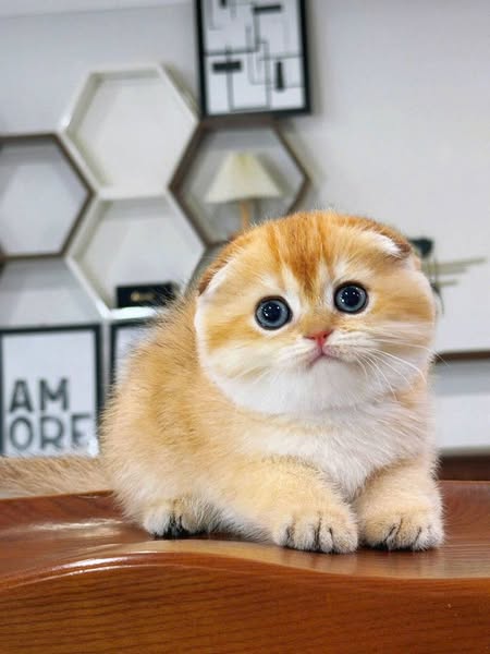 Scottish Fold