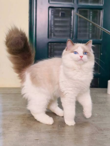 Ragdoll