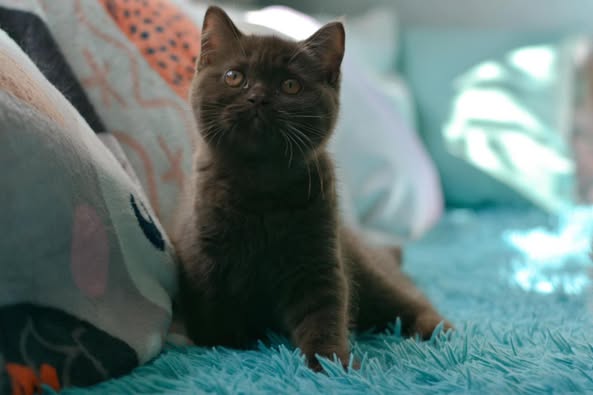British Shorthair